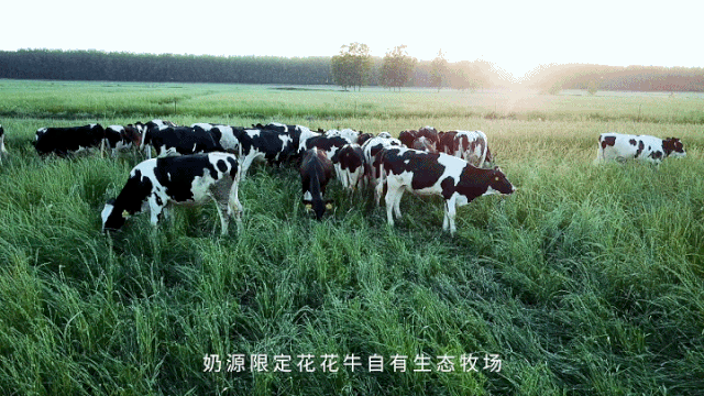 荣誉 | 花花牛乳业集团旗下七家子公司 获评河南省“农业产业化重点龙头企业”